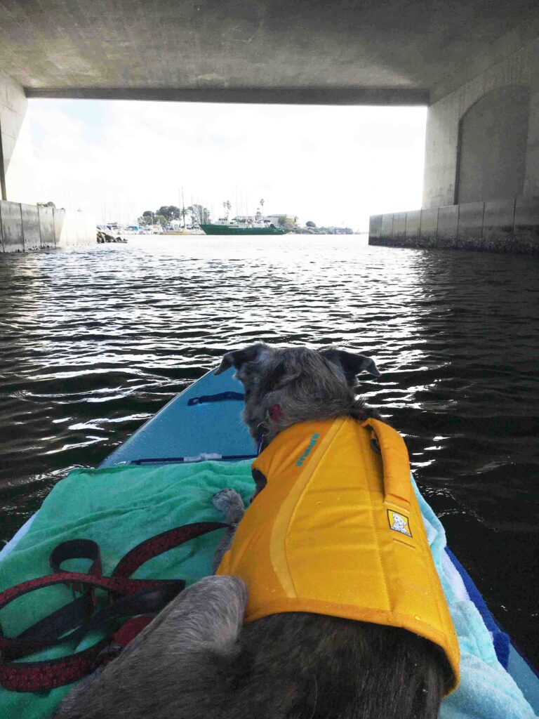 saying goodbye, dog, kayaking, kayaking with dogs
