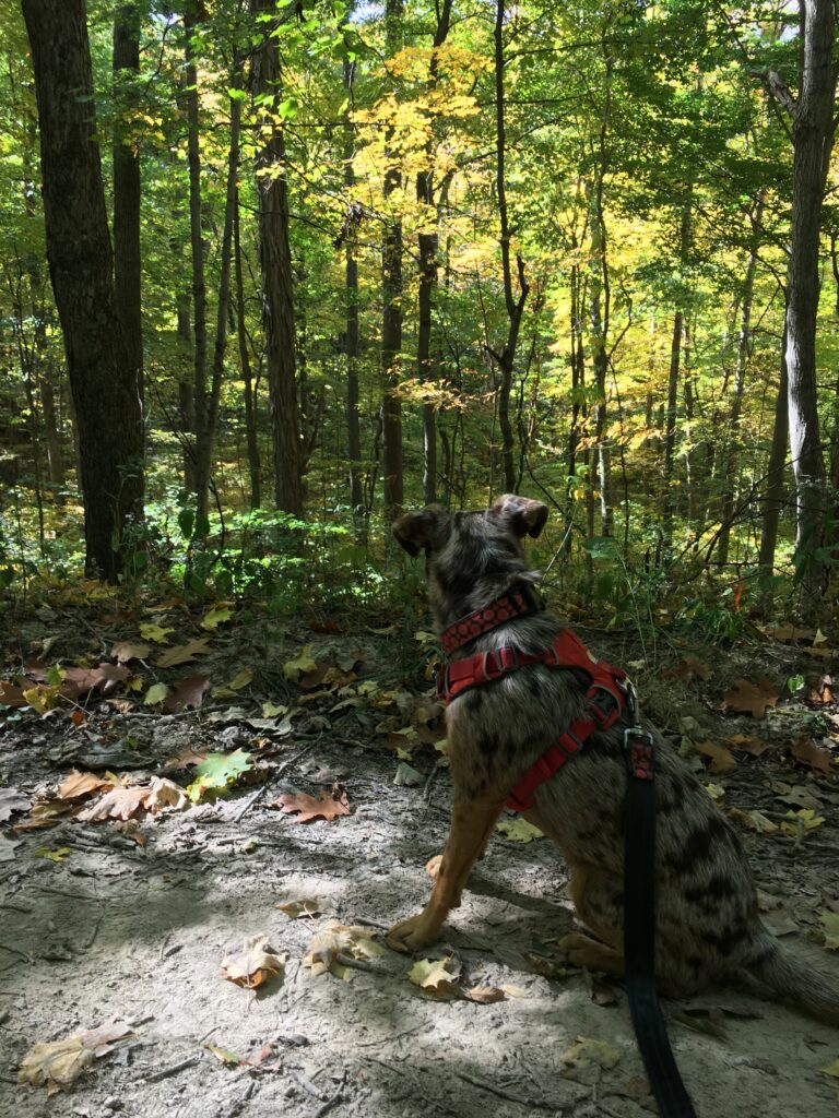 Laura Hare Nature Preserve Blossom Hollow
