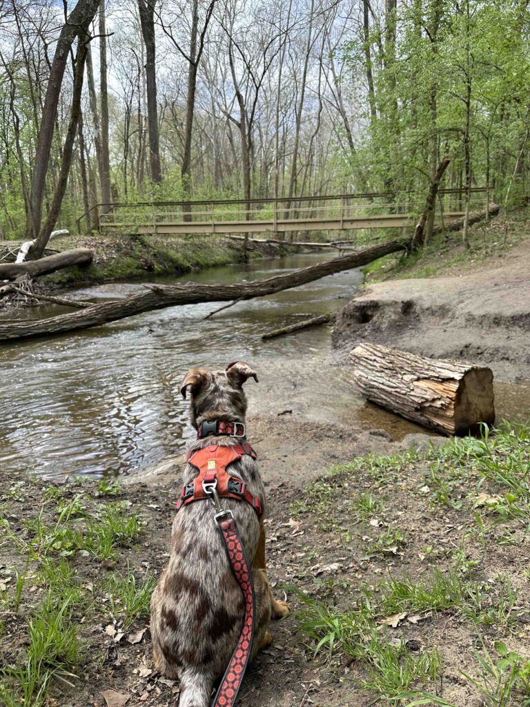 Sunny looking at the creek at Bicentennial Woods