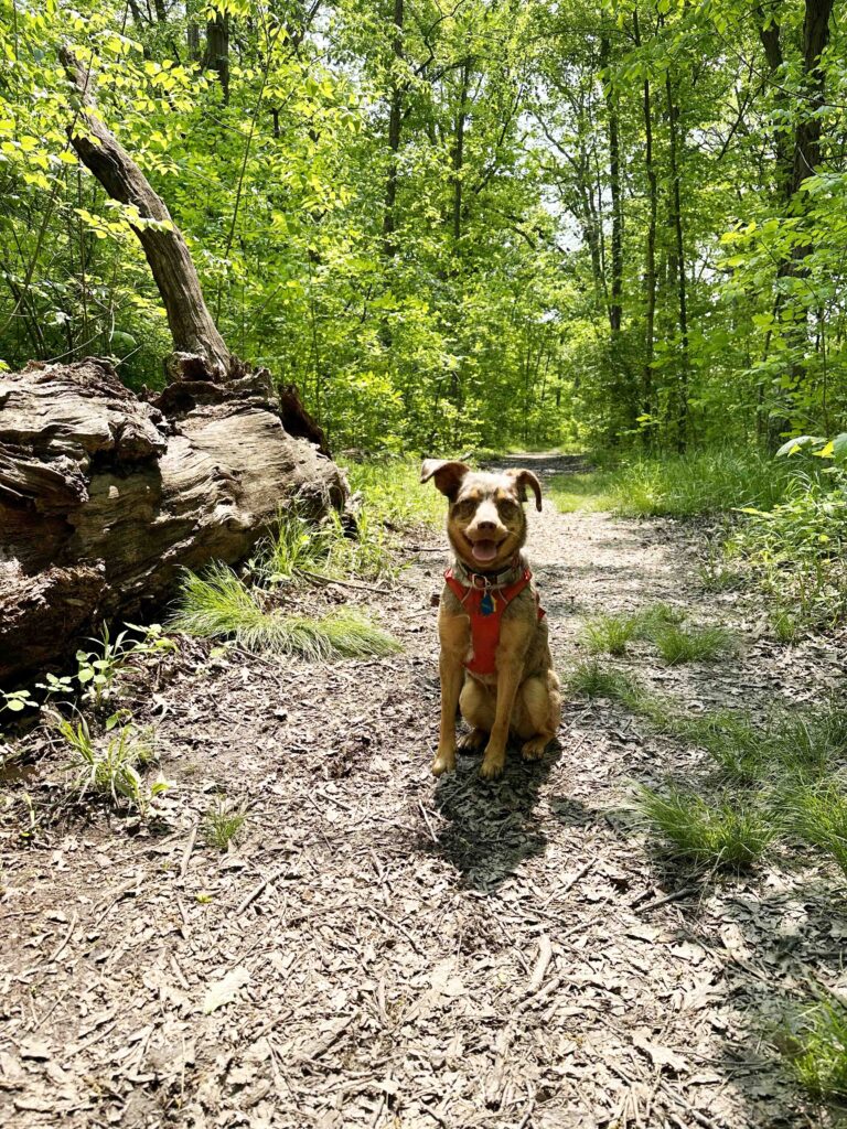 Sunny all smiles on the trail at Blue Cast Springs