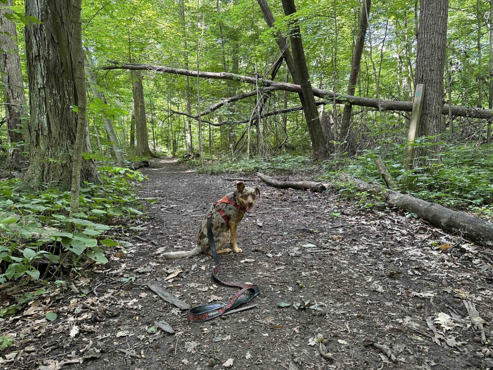 Fogwell Forest in Fort Wayne Indiana