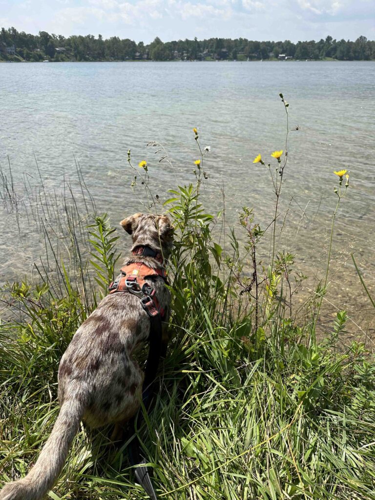 Sunny checking out Crooked Lake.