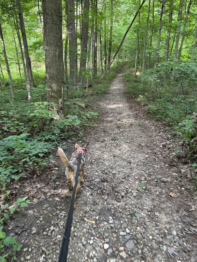 Sunny checking out on the trail