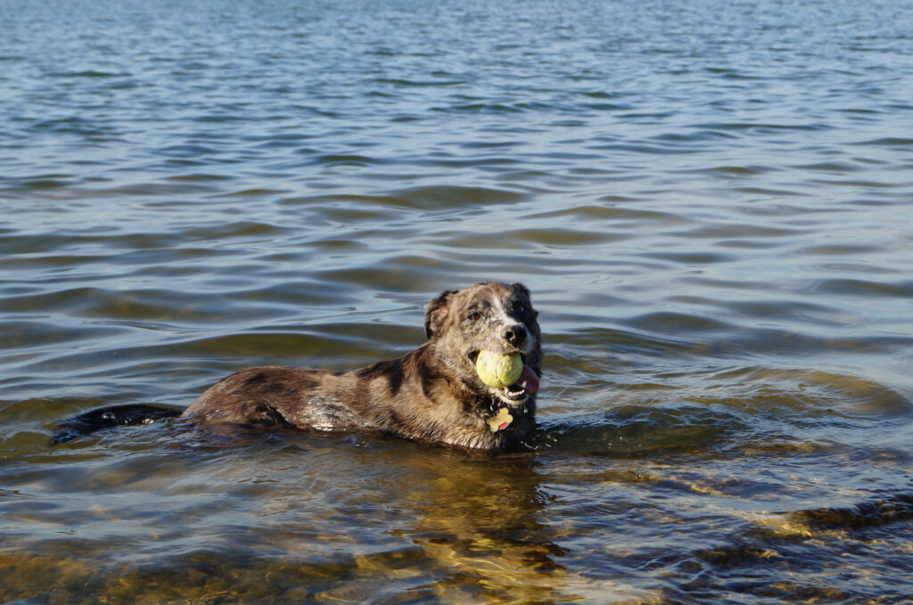 Karlie and her tennis ball at Lake Grapevine