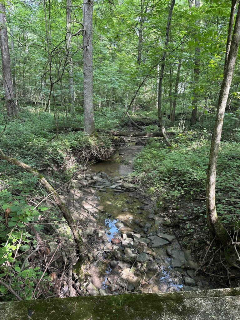 the creek at Pehkokia woods