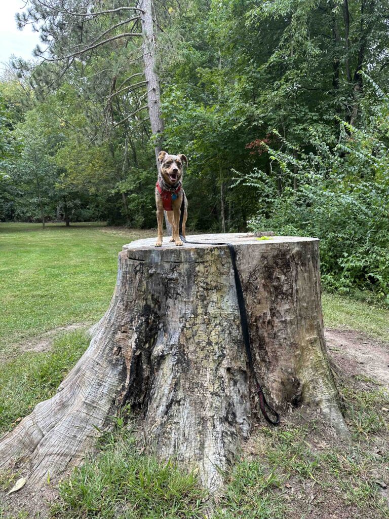 Queen of the tree stump