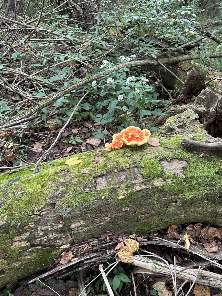 fungus on a tree