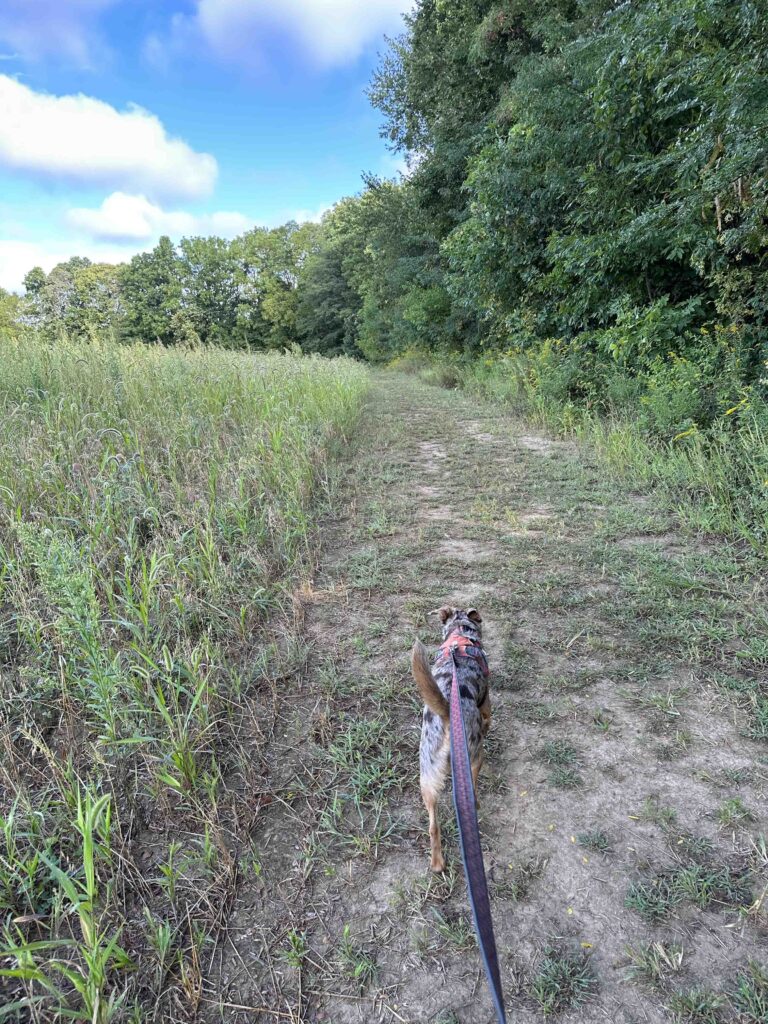 mowed grass trail at start of James P. Covell Nature Preserve