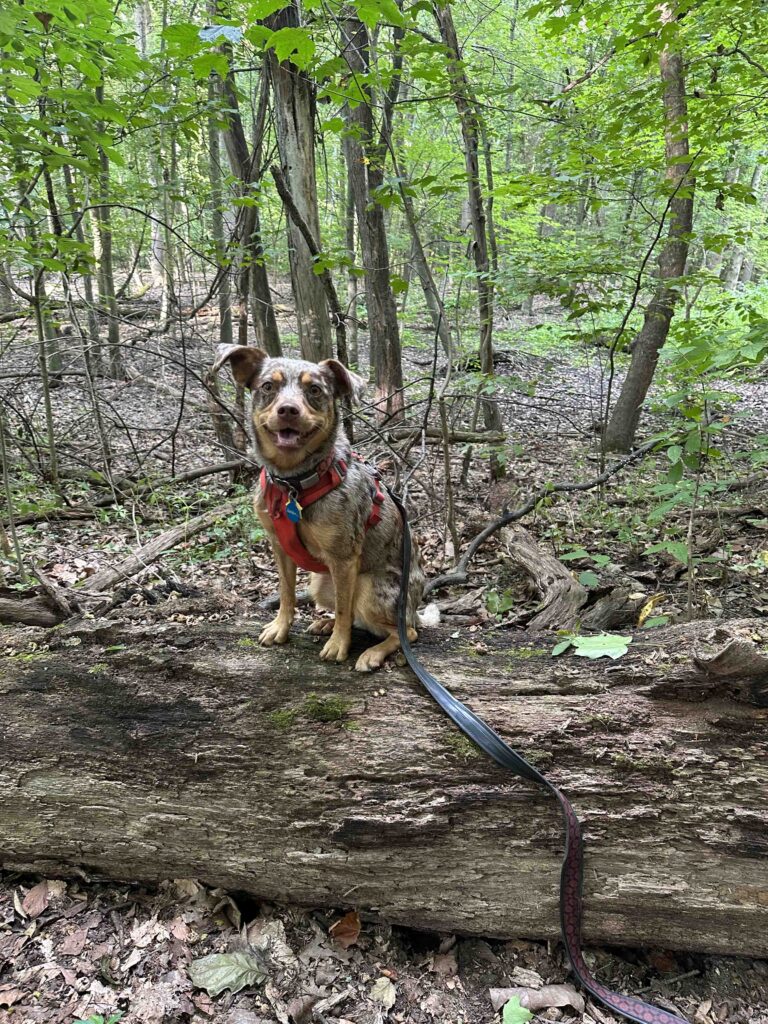 happy dog on a log