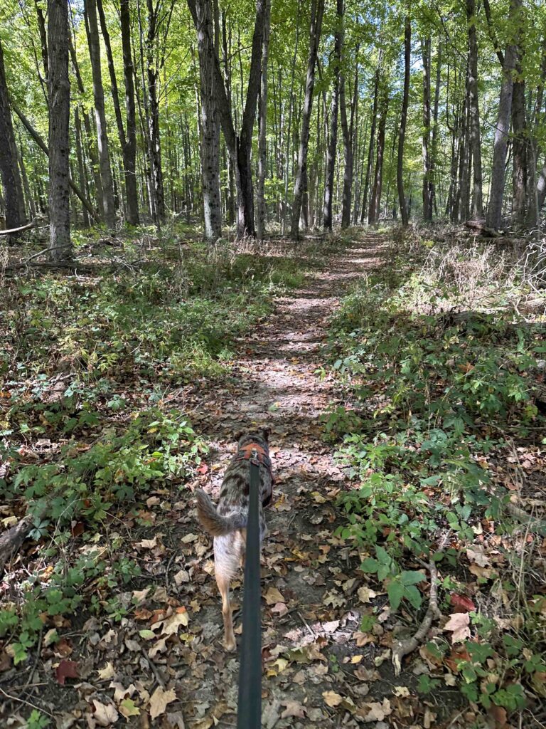 the trail at Evelyn and Wendell Dygert Nature Preserve