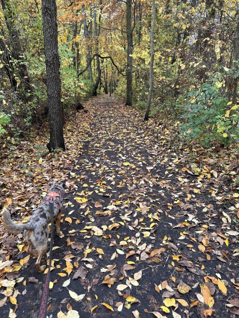 Cobus Creek County Park