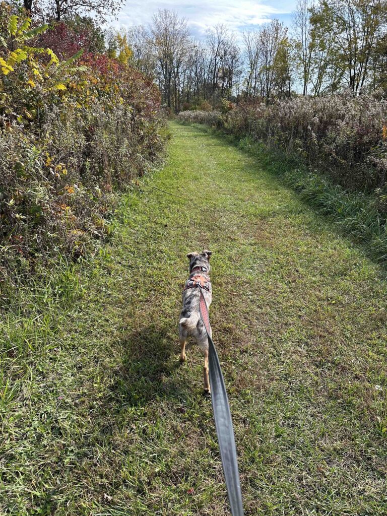 Sunny on the trail