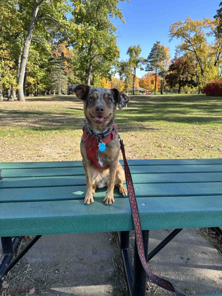 Sunny on picnic table at Owens Park