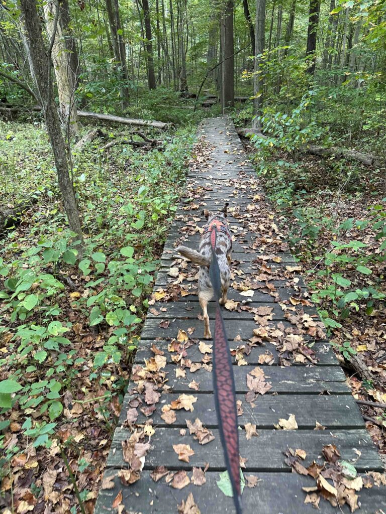 wood platform on deer trail