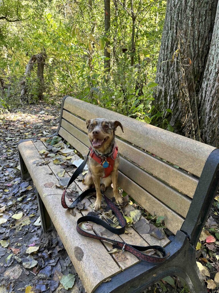 resting on a bench