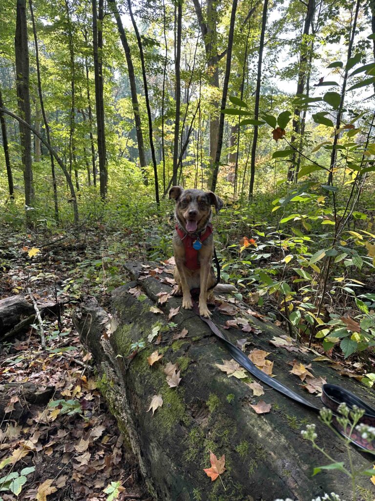 Sunny on a log
