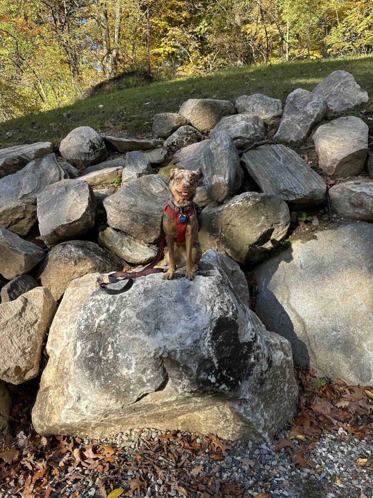 Sunny on the rocks on Lockhaven Path