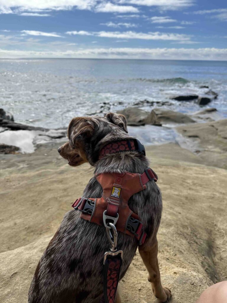 checking out the ocean