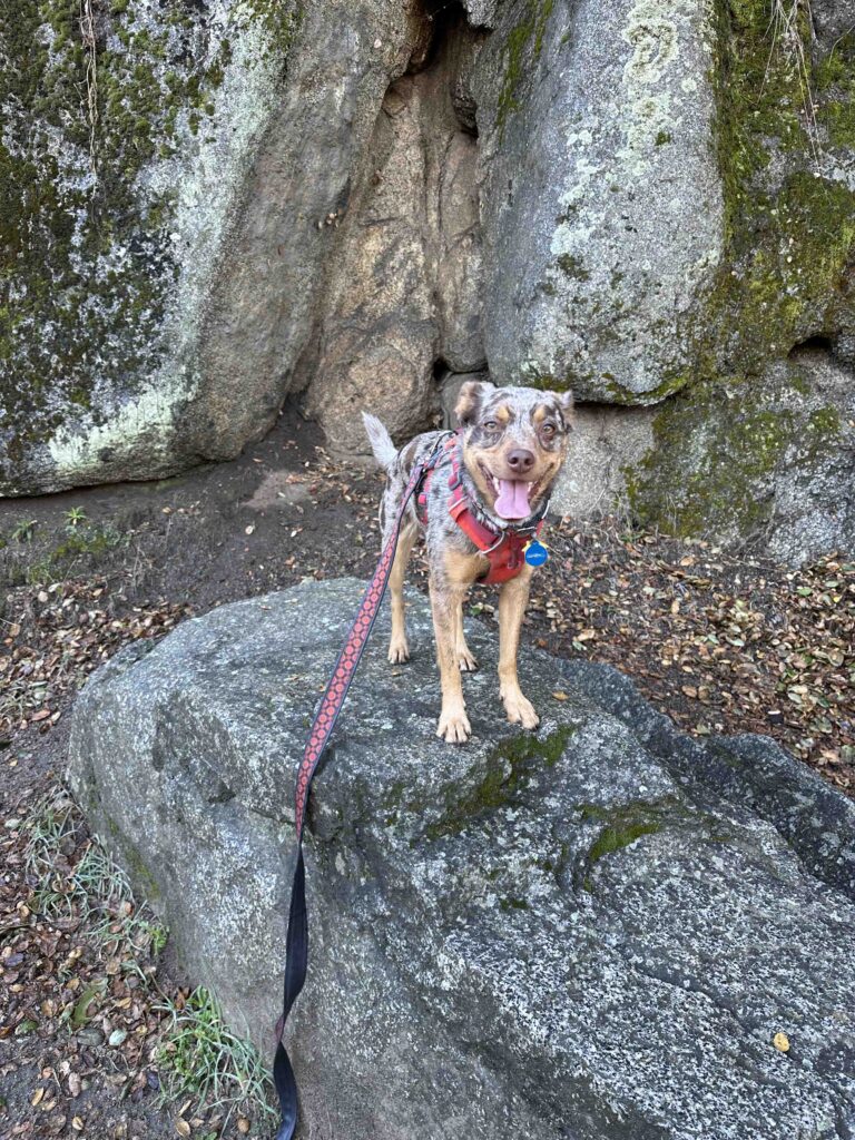 Dog on a rock
