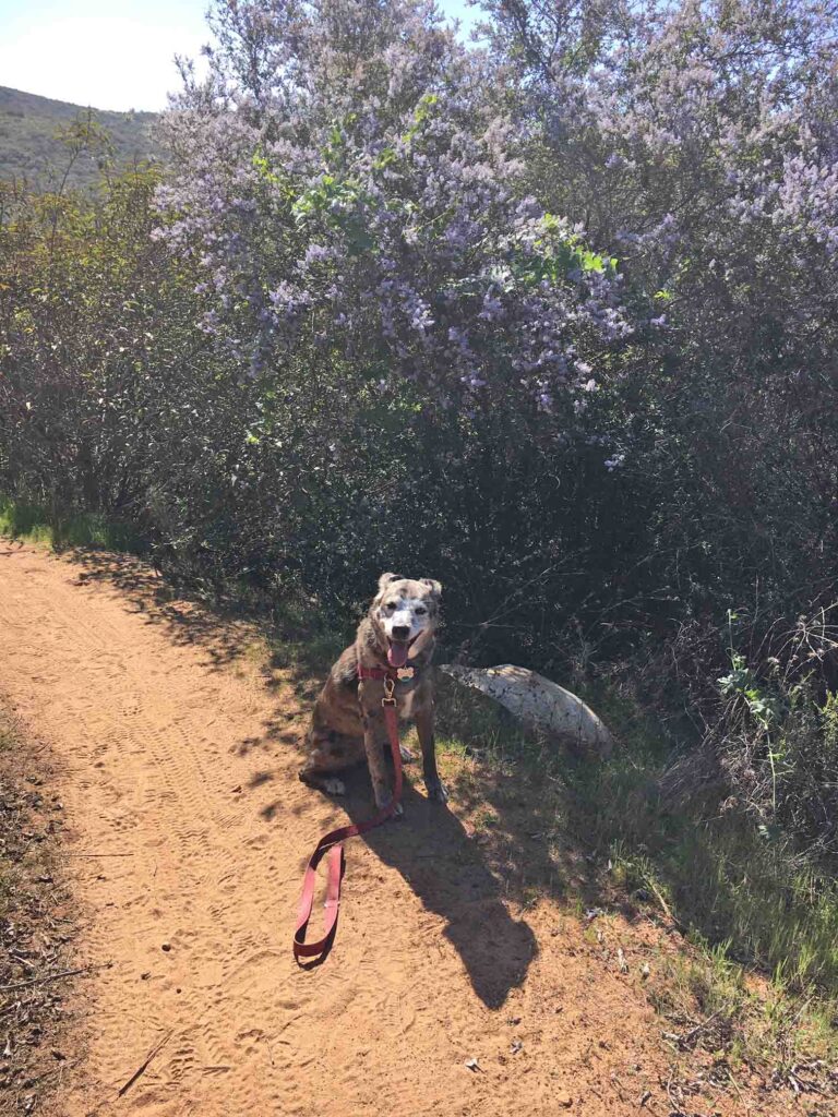Karlie on Martha's Grove Trail