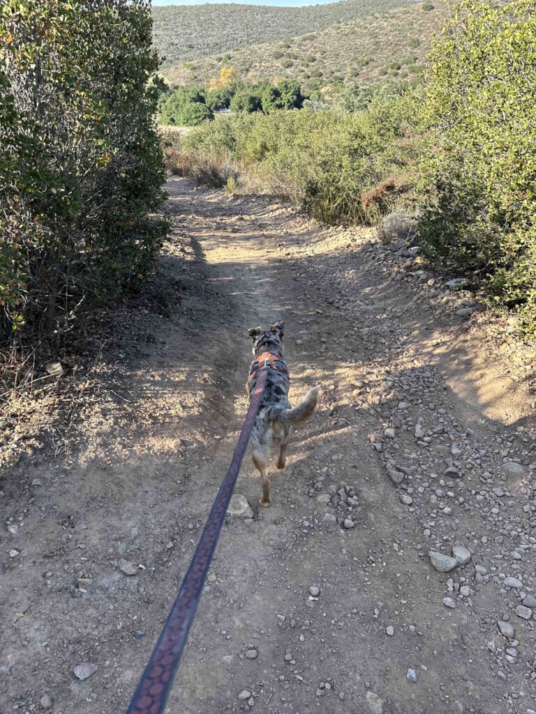 finally on Martha's Grove Trail at Goodan Ranch Preserve