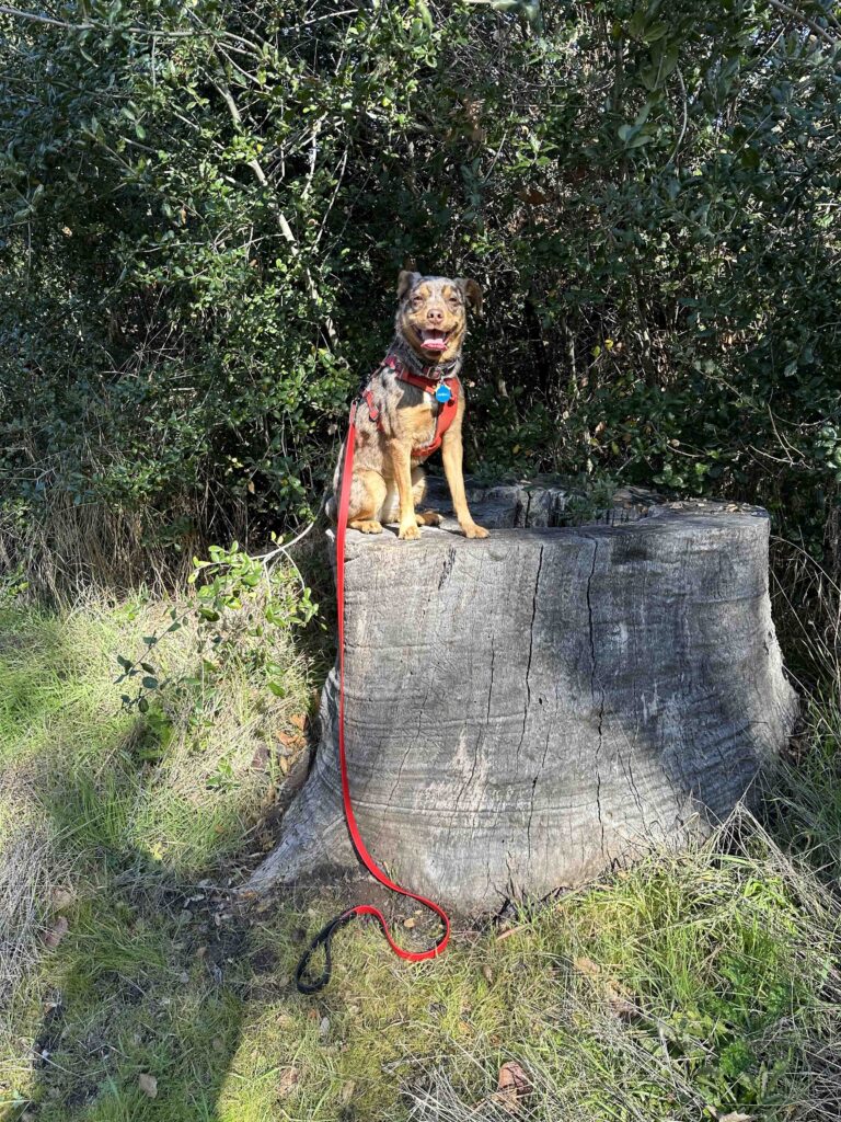 dog on a log