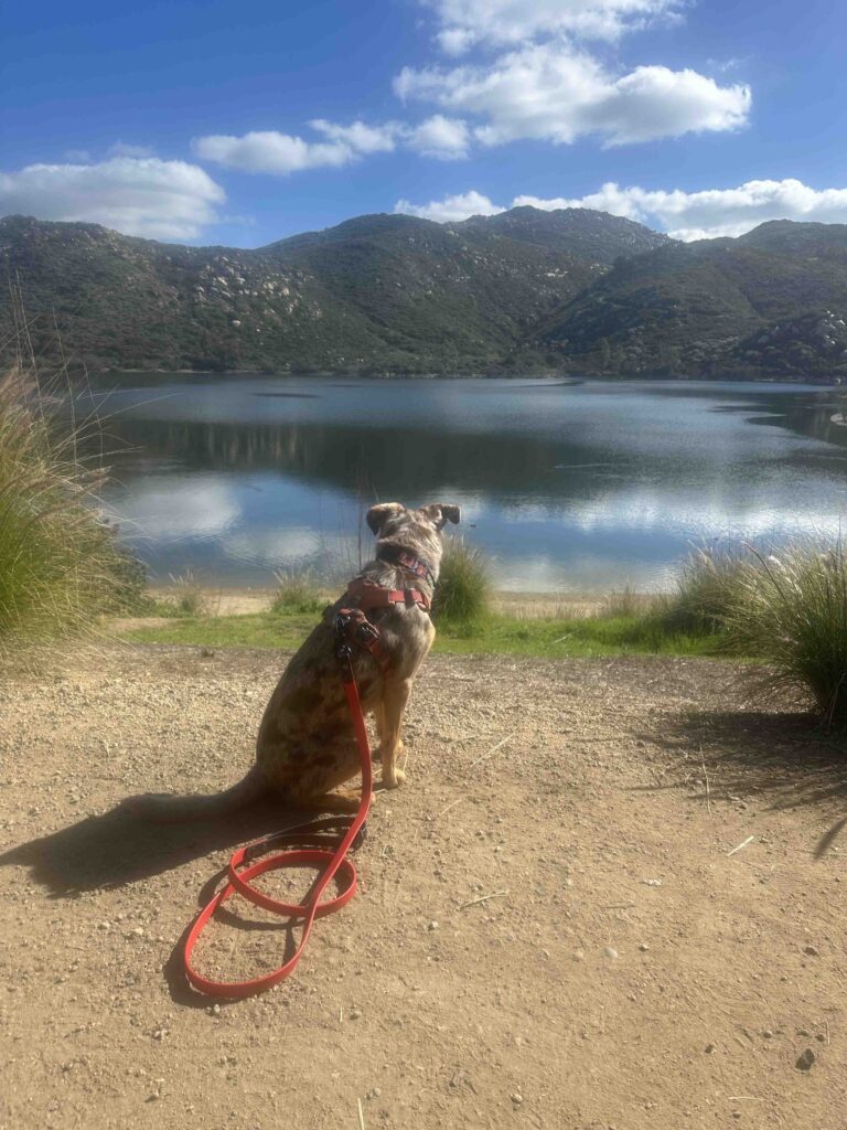 Sunny checking out Lake Poway