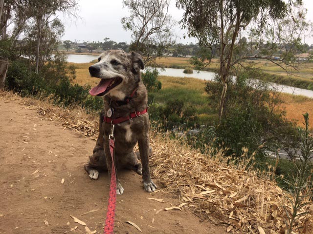 Happy Karlie on the trail at Hosp Grove Park