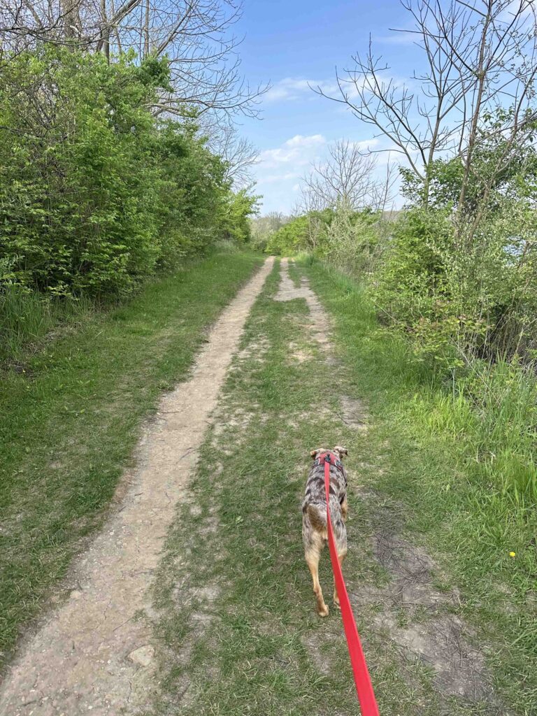 on the trail
