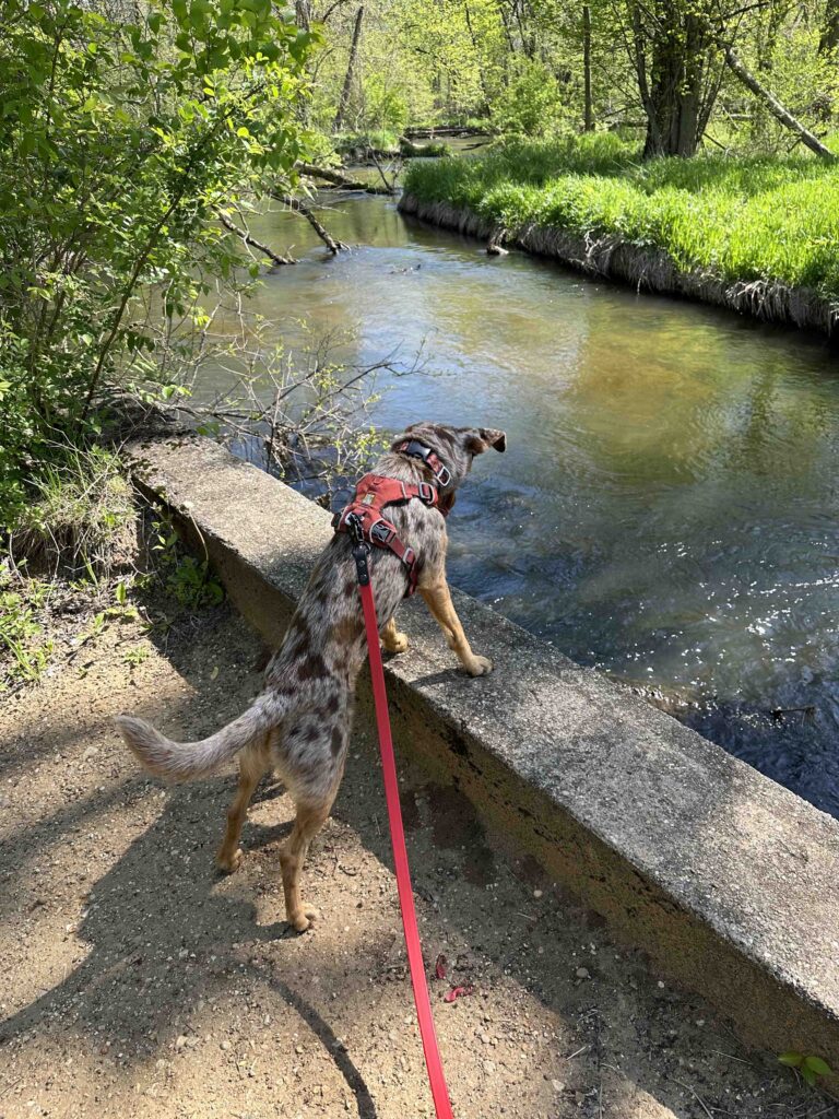 checking out Little Elkhart River