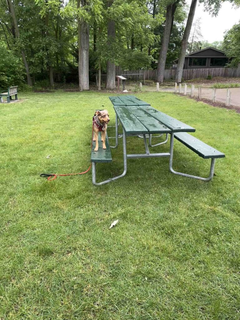 Sunny and the picnic benches at Shoup-Parsons Woods park.