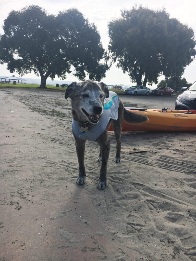 Karlie and her cooling vest