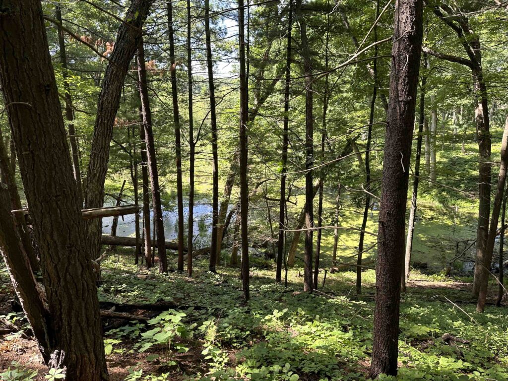 pond in the woods
