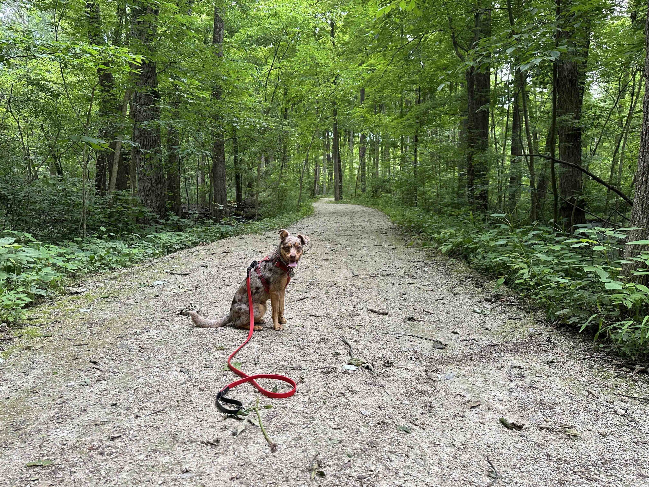 Maple Wood Nature Preserve