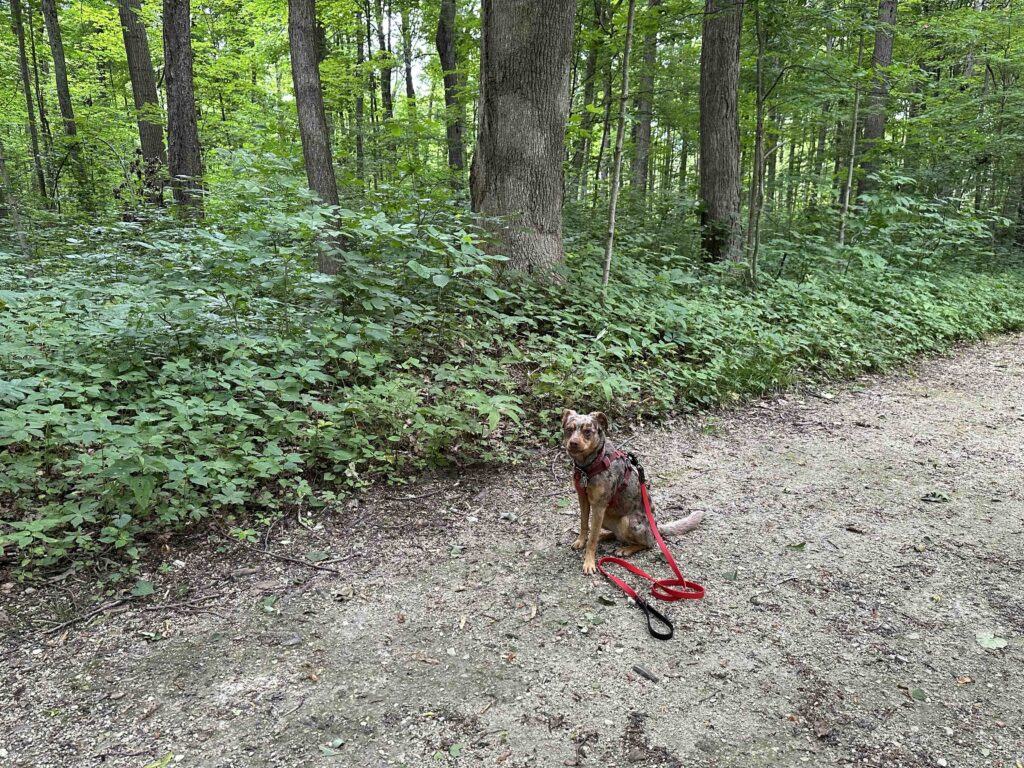 Sunny and the woods at Maple Wood Nature Preserve