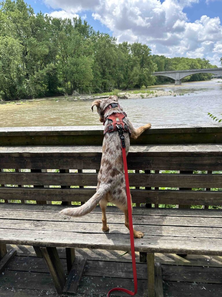Sunny checking out the Wabash River
