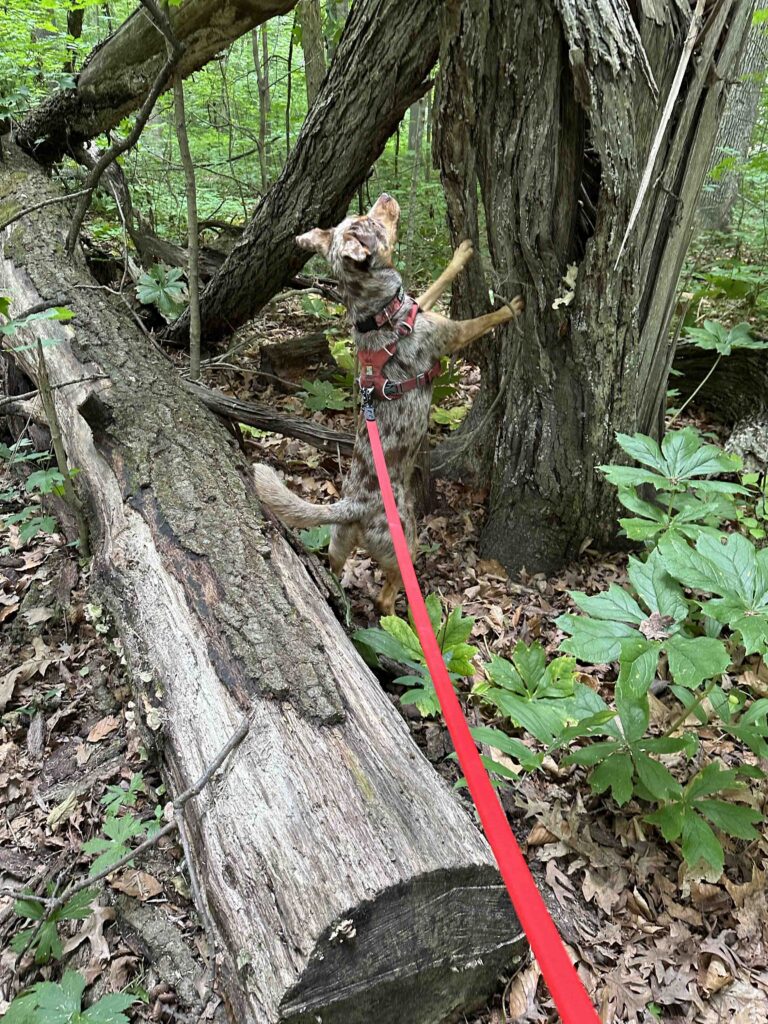 chipmunk hunting
