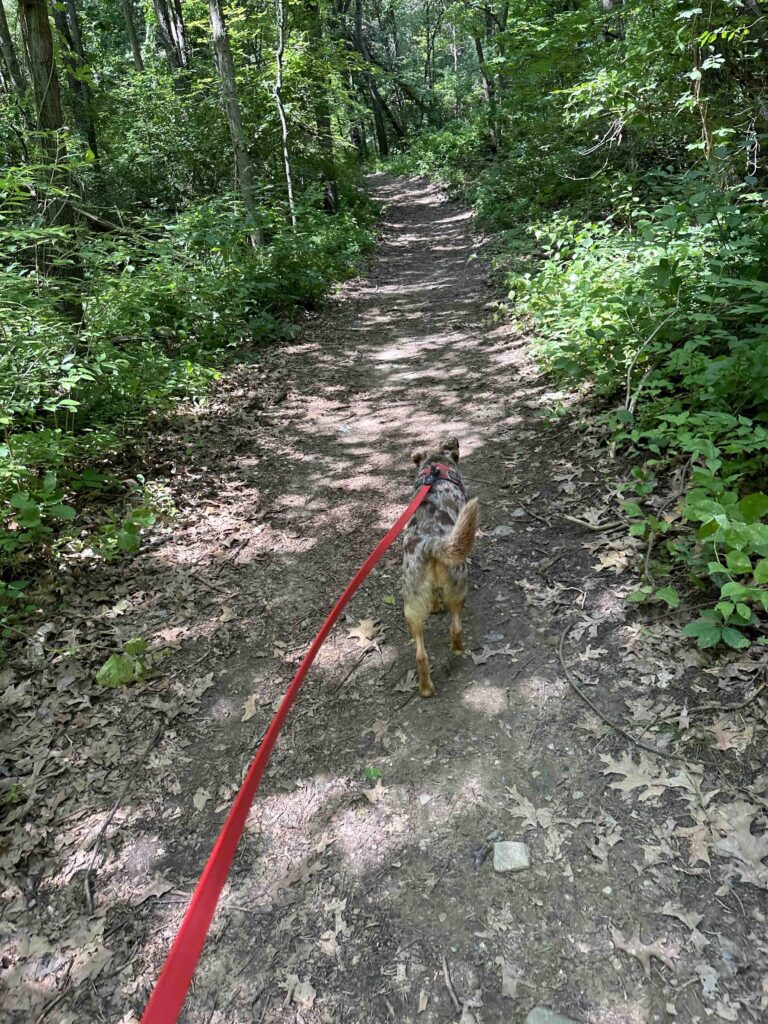 Sunny on the trail at MacCready Nature Reserve