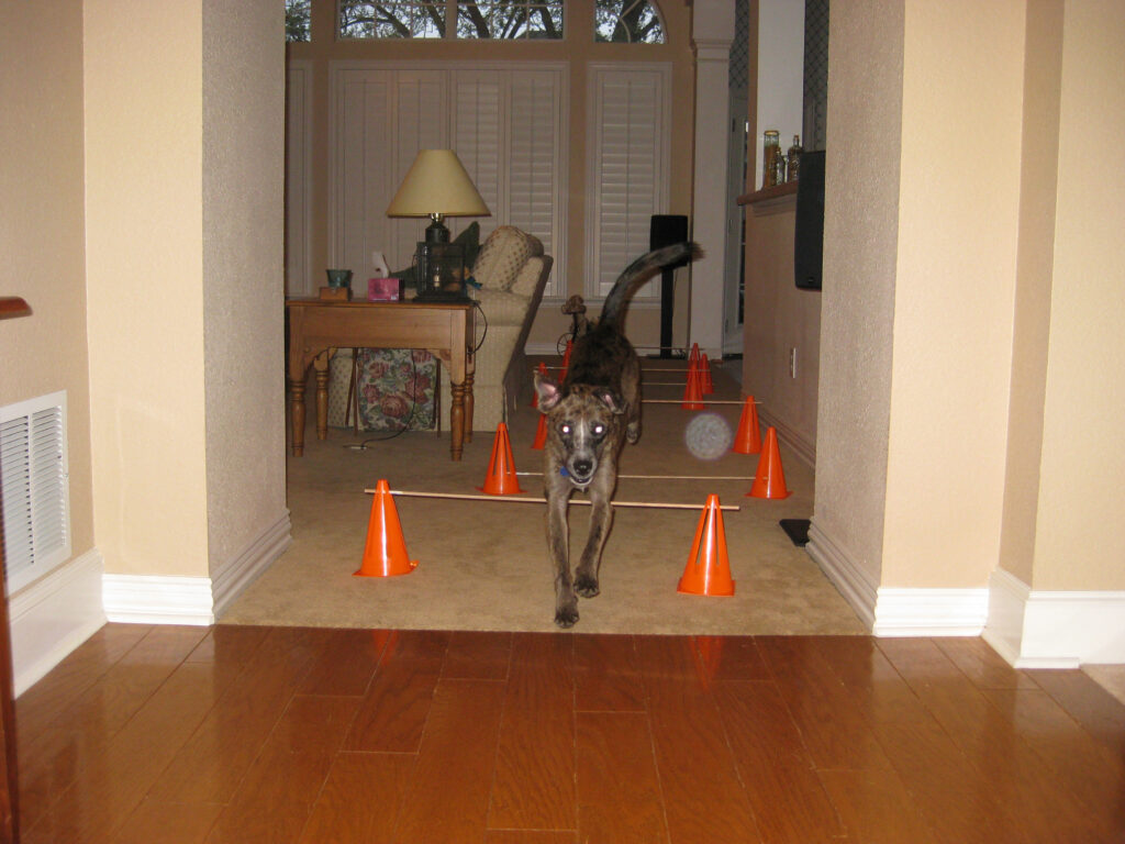 Karlie doing indoor agility