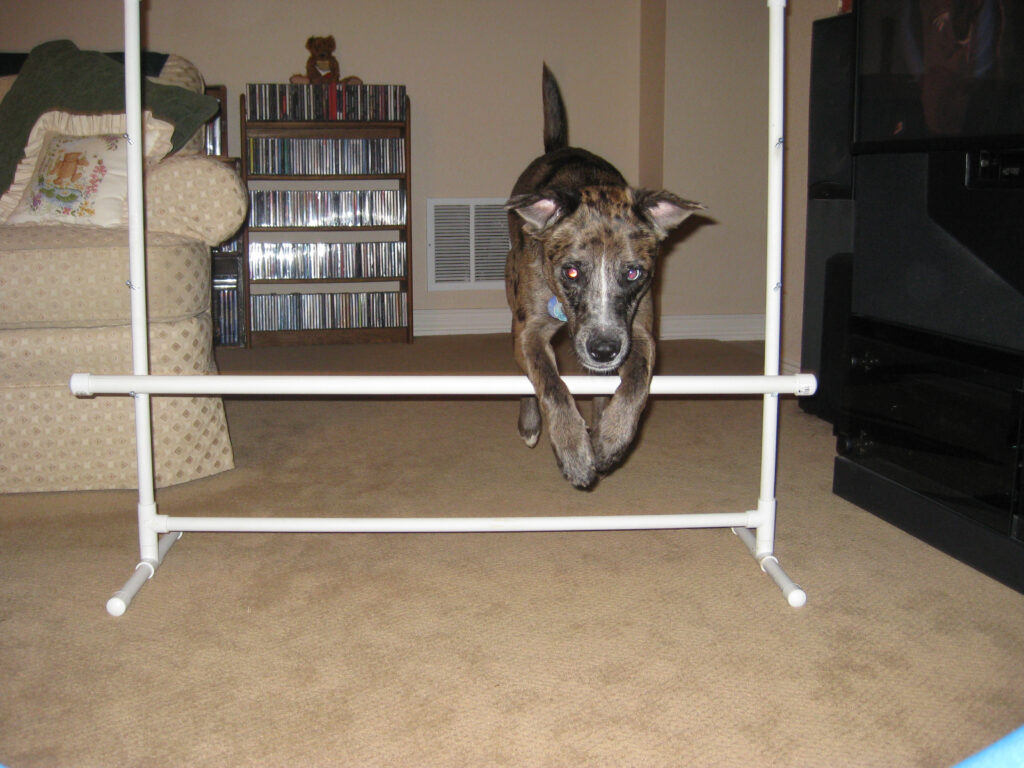 Karlie doing indoor agility