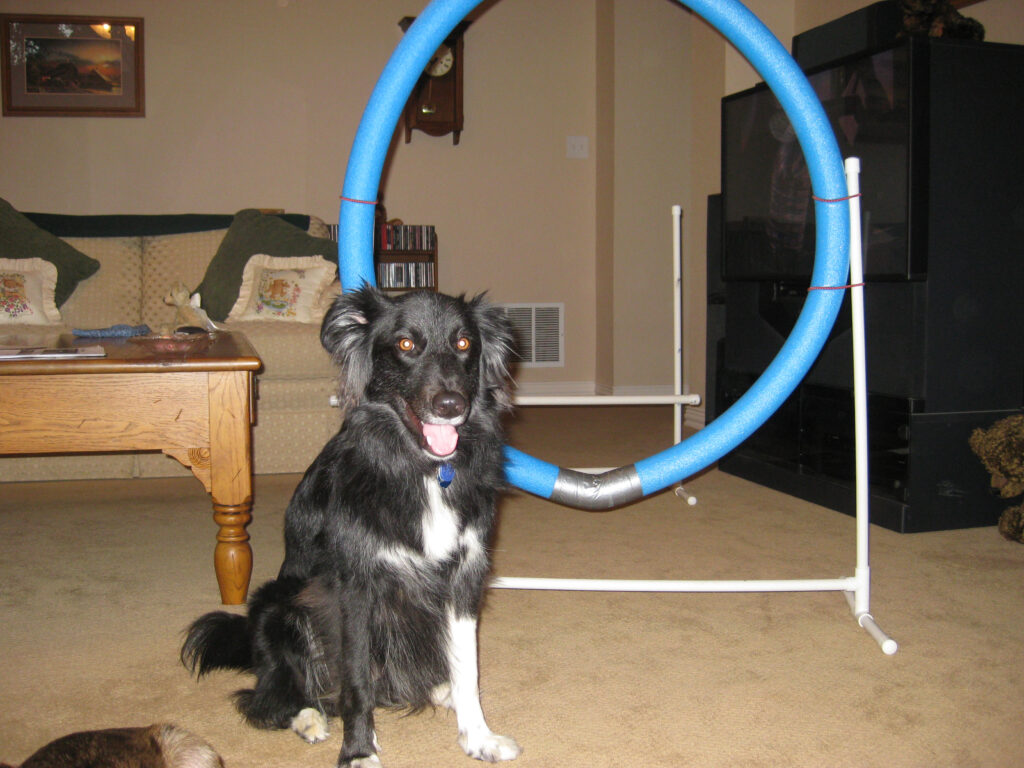 Anna with indoor agility equipment