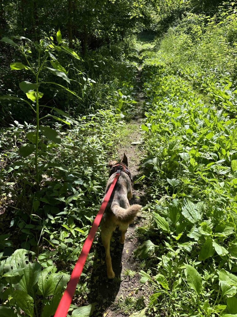 overgrown section of the trail