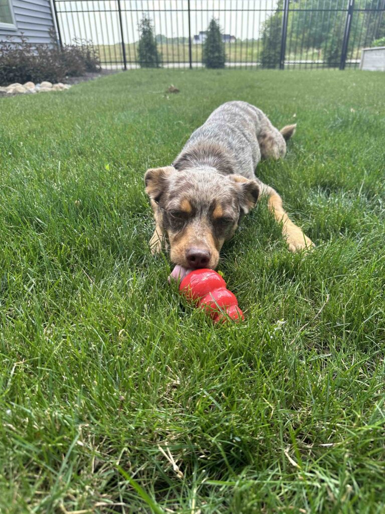 heatwave canine enrichment
