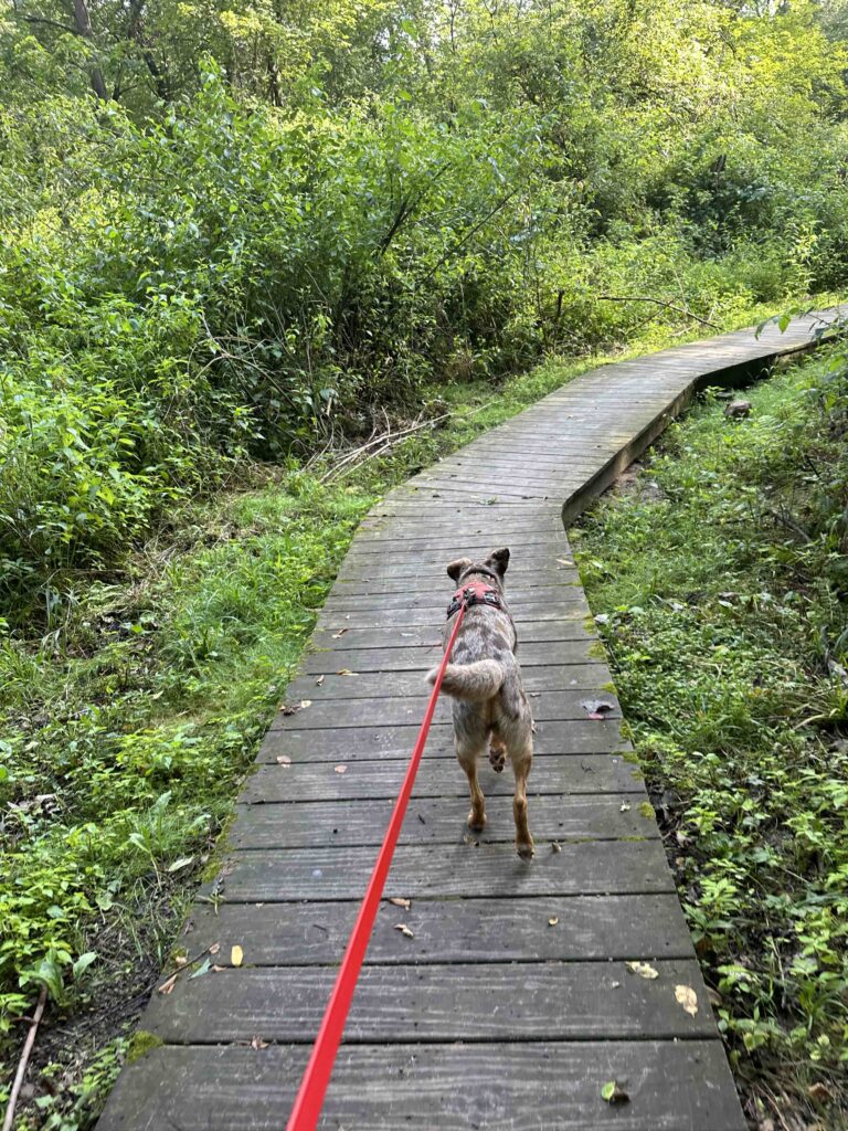 boardwalk at Plumb Lake County Park