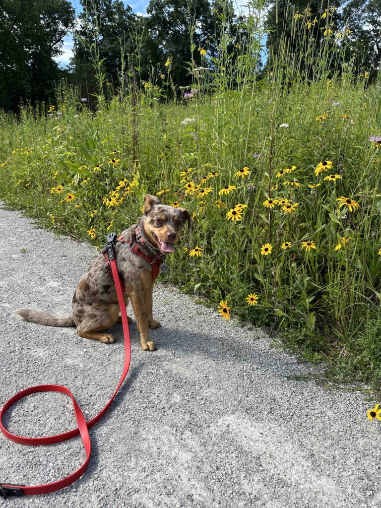 Sunny and the wildflowers