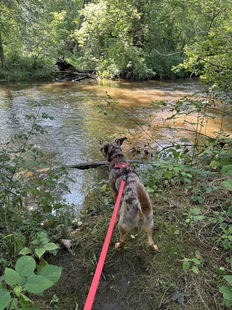 checking out the Elkhart River