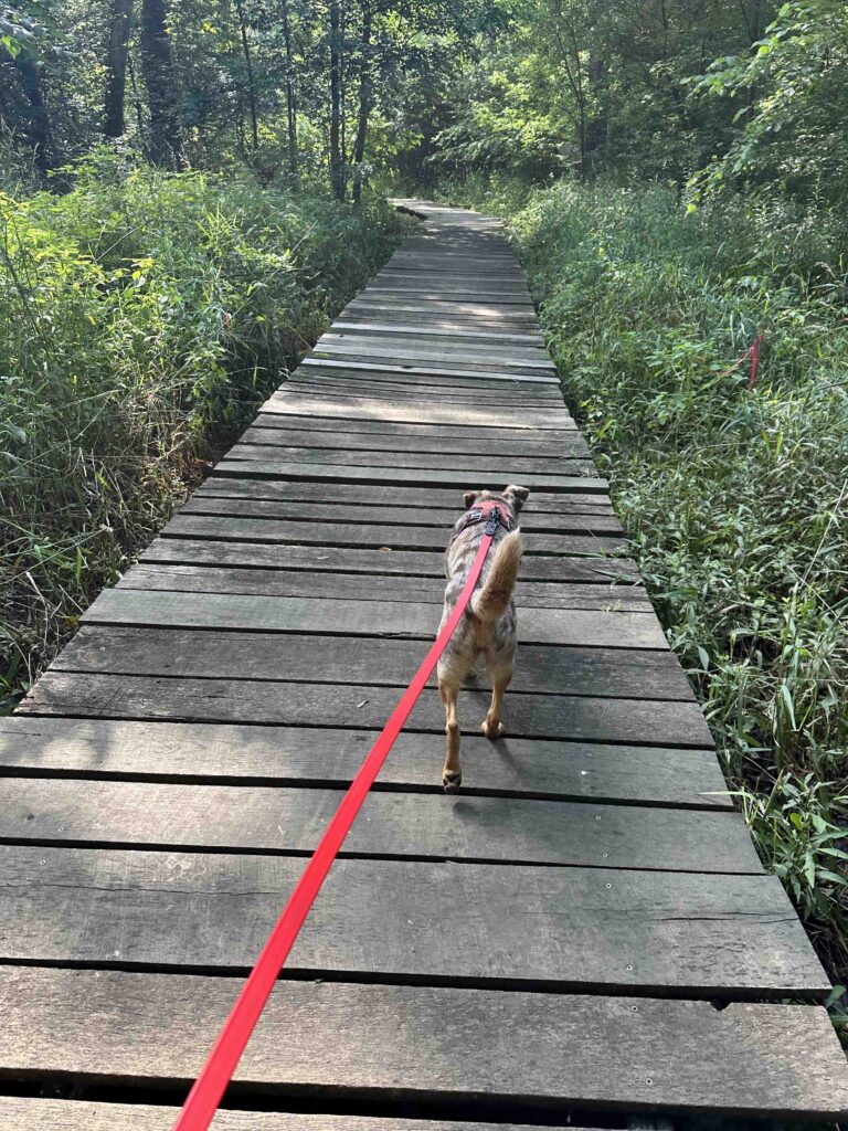 boardwalk at Riverbend Park