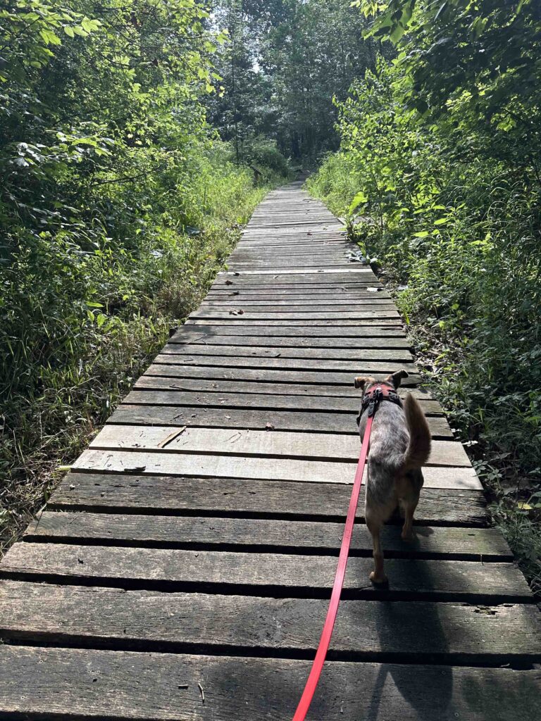 boardwalk at Riverbend Park