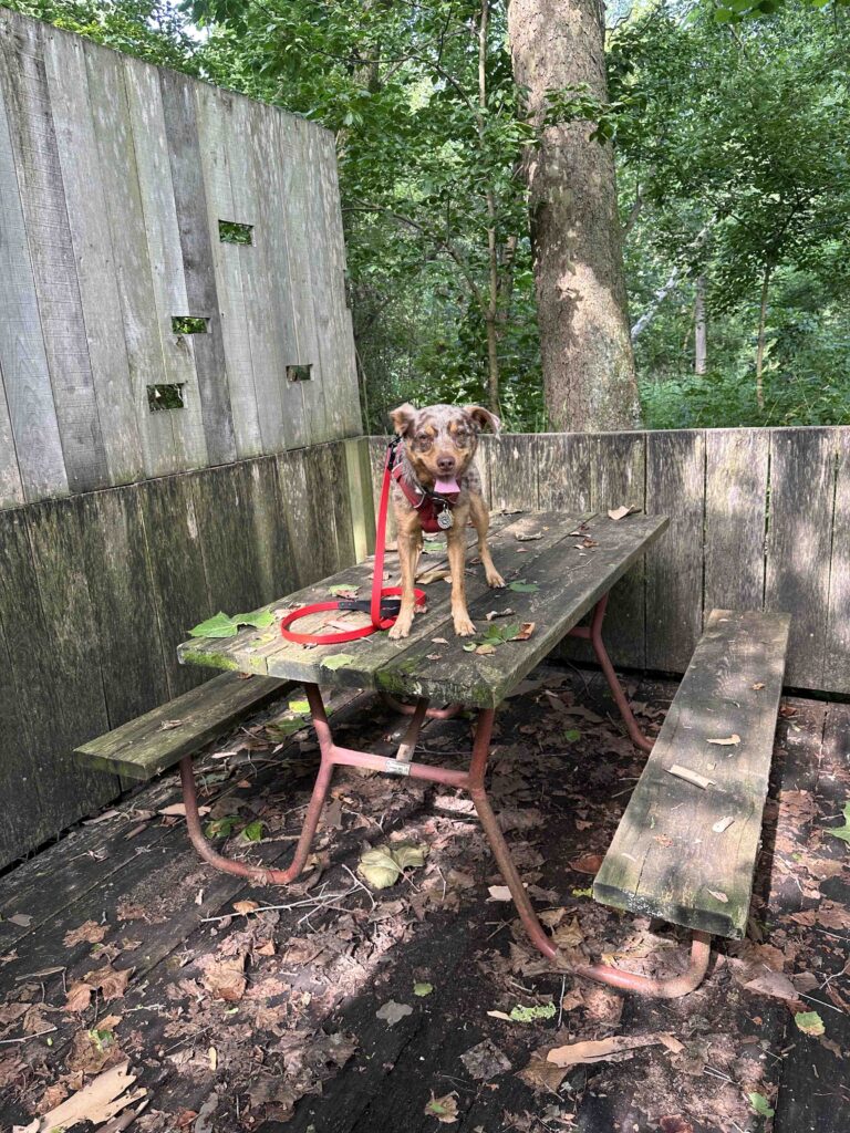 picnic bench