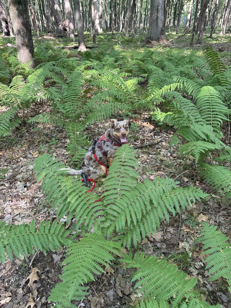 the land of ferns